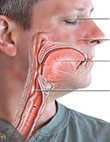 Thumbnail image for What Are Allergies?