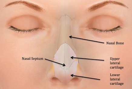Figure 1: Diagram of the nose demonstrating the normal organization of structures.
