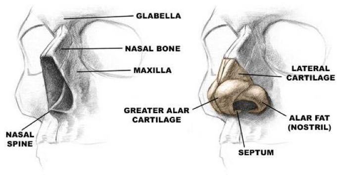 nasal-fracture-treatment