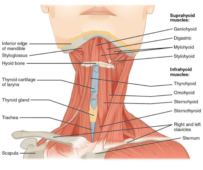 Figure 1: Muscles of the neck and paralaryngeal muscles are often used to support the voice during periods of vocal fold injury, including laryngitis.