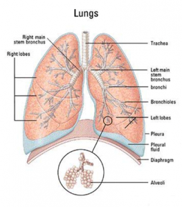 Read more about the article Ear, Nose and Throat Care for Your Child #3: Foreign Body Aspiration: The Nuts and Beans