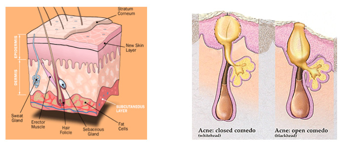 Isotretinoin: Indications, Side Effects, Warnings - Drugs.com