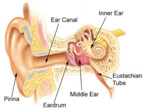 Read more about the article Scuba Diving and the Eustachian Tubes