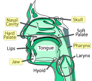 Resonance: color/tone (mouth, tongue, palate, pharynx, nose/sinuses)