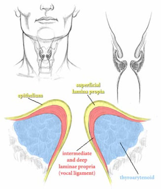 Vibration: vocal cord vibration (primary structure is the vocal cords/vocal folds and the nerves that supply them, allowing them to move; other structures are arytenoid cartilages and vocal muscles)