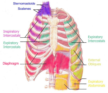 vocal-cords-opera-singer