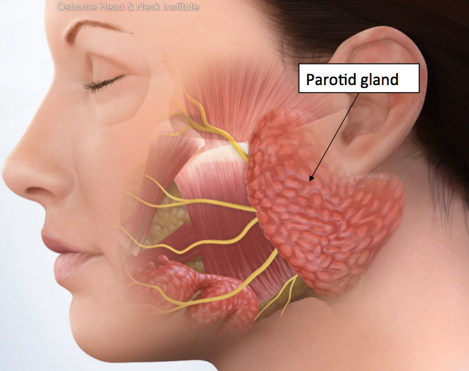 Salivary Gland Infections In Children Sialadenitis Treatment