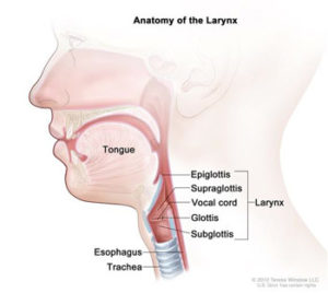 Read more about the article Signs and Symptoms of Laryngeal Cancer