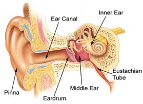 Read more about the article Is it a Cold or an Ear Infection?