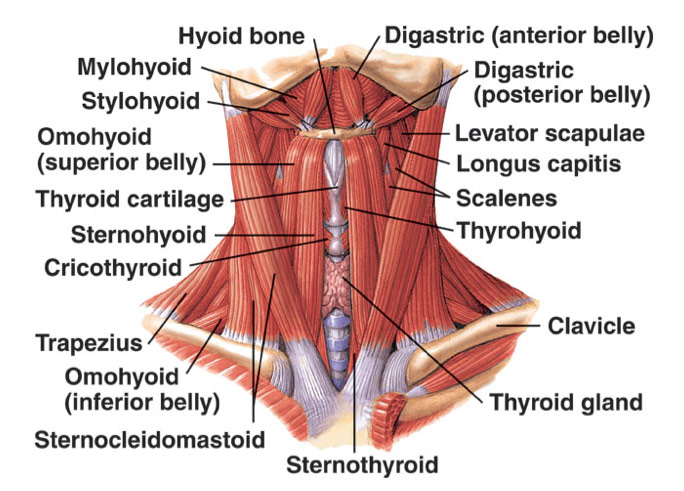 Figure 2: Extrinsic muscles of the larynx