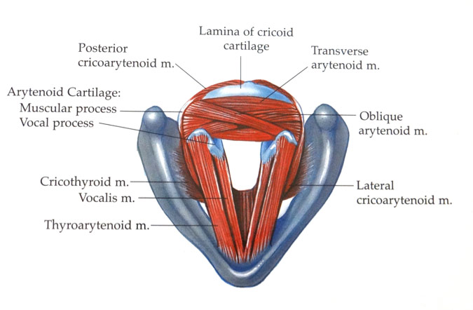 Figure 1: Intrinsic muscles of the larynx