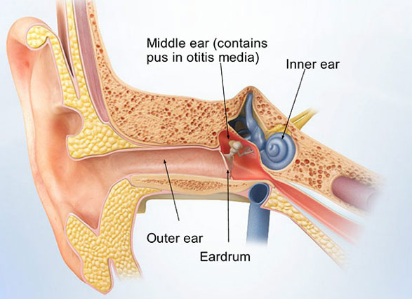 Figure 1: Schematic of the ear demonstrating its internal and external anatomy.
