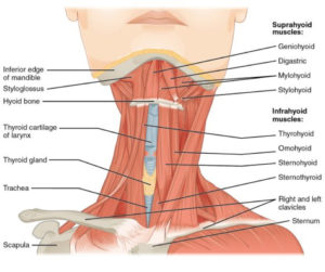 Read more about the article Voice Pain and Muscle Tension Dysphonia
