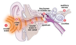 Read more about the article The Mechanism of Hearing: A General Overview