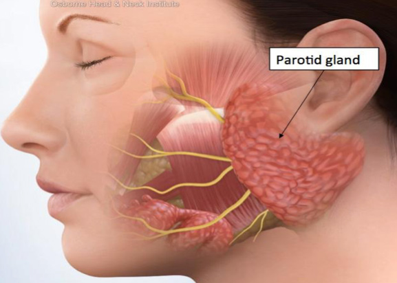 parotid-gland