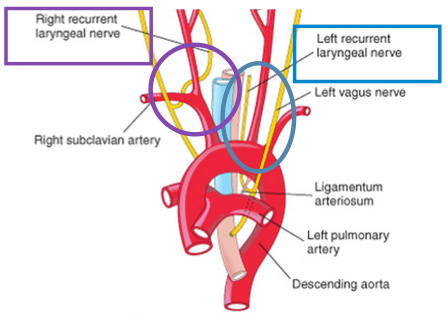 voice-surgery4