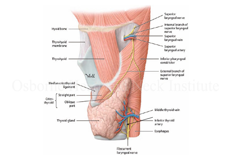 thyroid affect voice