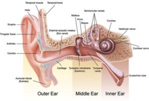 Read more about the article Cholesteatoma 101