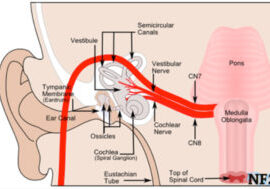 Figure 1: Illustration of ear anatomy, including the position of the facial nerve (CN 7) within the ear. 